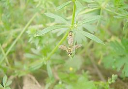 蜜蜂交尾圖片