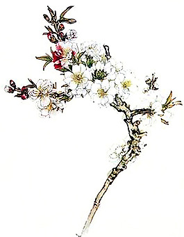 位圖 植物 花卉 優(yōu)雅植物 藝術(shù)效果 免費素材