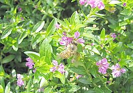 蜜蜂采花圖片
