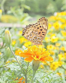 蝶戀花圖片