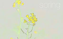 油菜花 素描图片