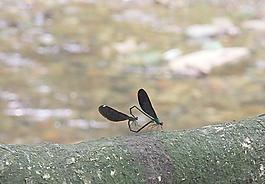 蜻蜓圖片