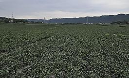 蔬菜图片
