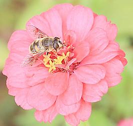 蜜蜂圖片