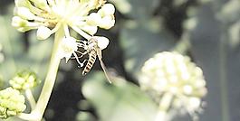 蜜蜂圖片