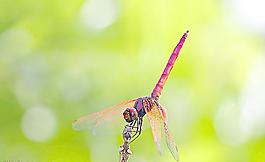 蜻蜓圖片