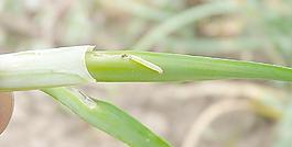 韭菜鉆心蟲(chóng)圖片
