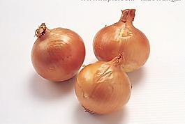 洋蔥圖片