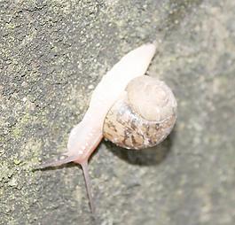 蝸牛圖片