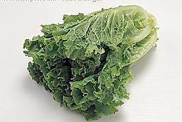 卷心菜圖片