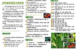 蔬菜圖片