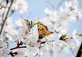 雙宿雙飛圖片