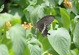 蝶戀花圖片