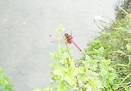 蜻蜓圖片