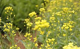 油菜花圖片