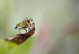 蜻蜓圖片
