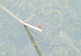 紅蜻蜓圖片
