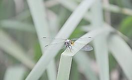 蜻蜓草叢圖片