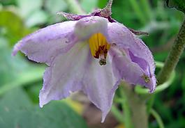 蔬菜花圖片