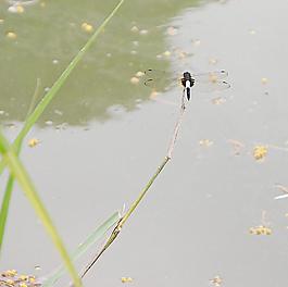 黑白蜻蜓圖片