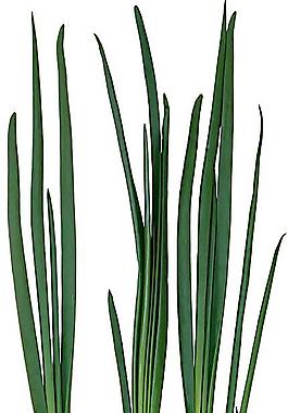 蔬菜圖片