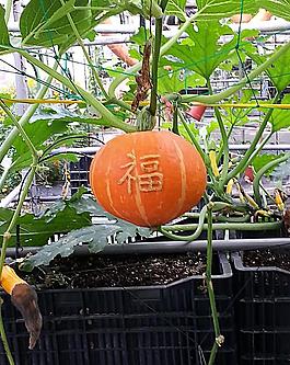 福氣南瓜圖片