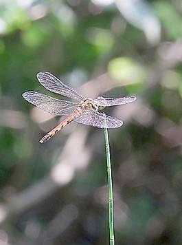 蜻蜓圖片