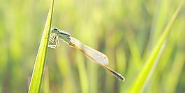 蜻蜓圖片