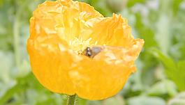 花中蜜蜂圖片