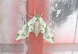 飛蛾圖片