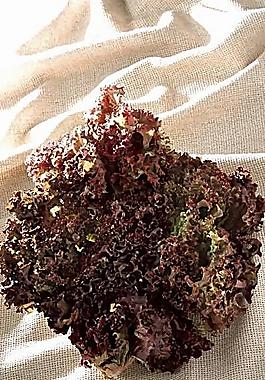 花菜圖片