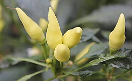 彩色椒摄影图图片
