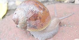 蝸牛圖片