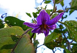 茄子花圖片