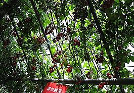 壽光蔬菜博覽會圖片