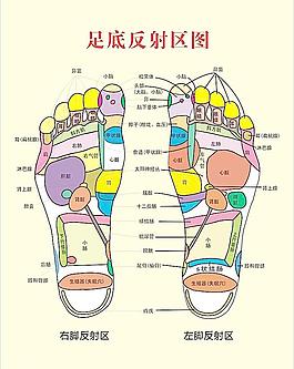 足底反射區(qū)圖圖片