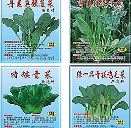 丹麥真強菠菜圖片