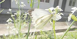 蝴蝶 蘿卜花圖片