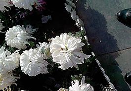菊花圖片