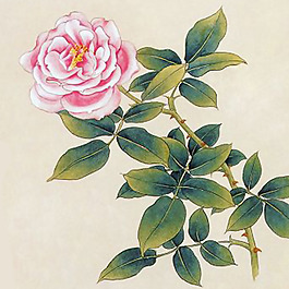 位圖 植物 花卉 優(yōu)雅植物 藝術(shù)效果 免費素材