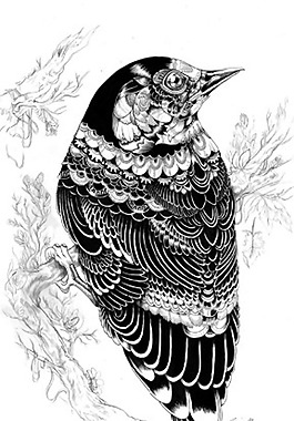 位圖 動(dòng)物 鳥類 插畫 插畫師 免費(fèi)素材