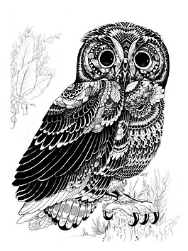 位圖 動(dòng)物 鳥類 貓頭鷹 插畫 免費(fèi)素材