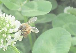 蜜蜂圖片