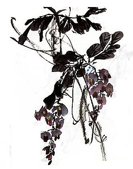 位圖 植物 花卉 優(yōu)雅植物 藝術(shù)效果 免費(fèi)素材