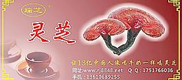 灵芝广告图片