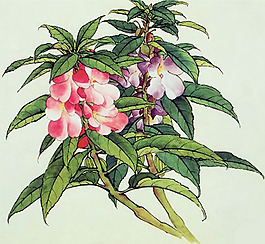 位圖 植物 花卉 優(yōu)雅植物 藝術(shù)效果 免費素材