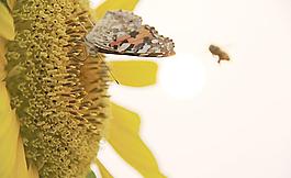 蝶戀花圖片