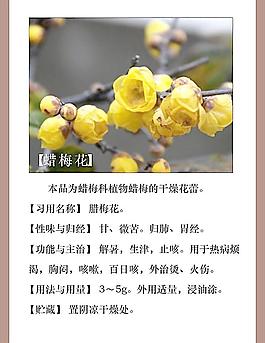 蜡梅花图片