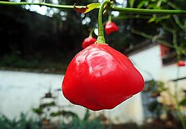 辣椒圖片