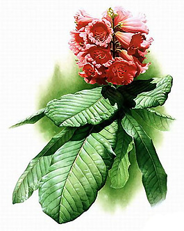 位圖 植物 花卉 優(yōu)雅植物 效果 免費素材